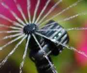 Uitvlugt Instant Lawn