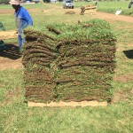 instant-lawn-harversting2