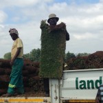 uitvlugt-instant-lawn